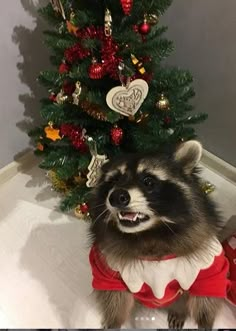 a raccoon wearing a red shirt next to a christmas tree with ornaments on it