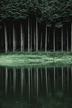 trees are reflected in the still water of a lake