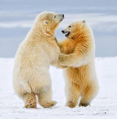 two polar bears playing with each other in the snow