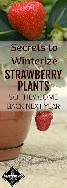 strawberries growing in a pot with the words secrets to winterize strawberry plants so they come back next year