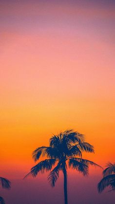 two palm trees are silhouetted against an orange and pink sky