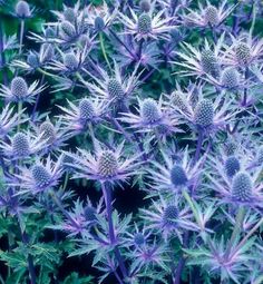 some very pretty purple flowers in the grass