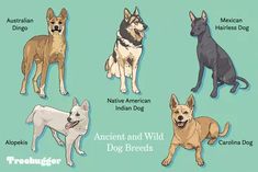 four different types of dogs are shown in this graphic above the caption, ancient and wild dog breeds