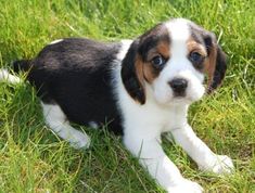 a small puppy is laying in the grass