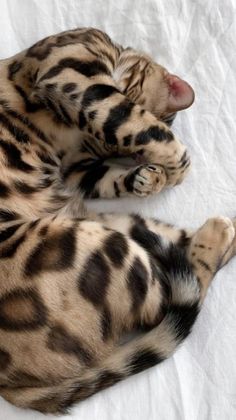 a cat laying on top of a white sheet