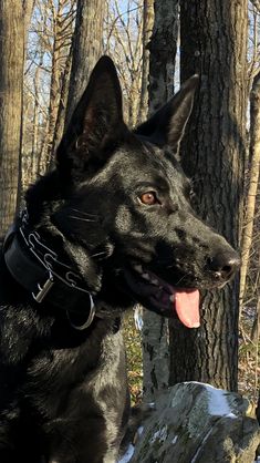 a large black dog sitting in the woods