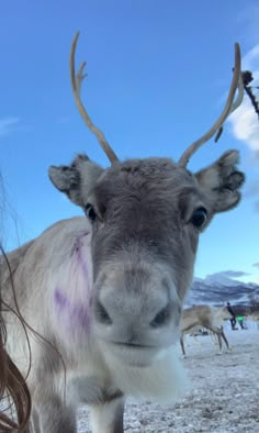 a close up of a goat with purple markings on it's face