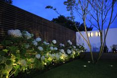 white flowers line the side of a fence at night