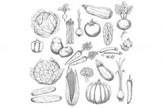 a bunch of vegetables drawn in pencil