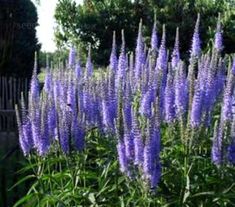 purple flowers are growing in the garden