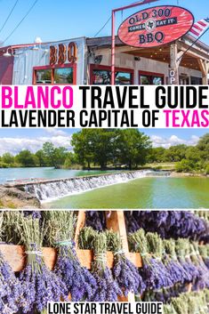 an image of lavenders in front of a building with the words, blanco travel guide lavender capital of texas