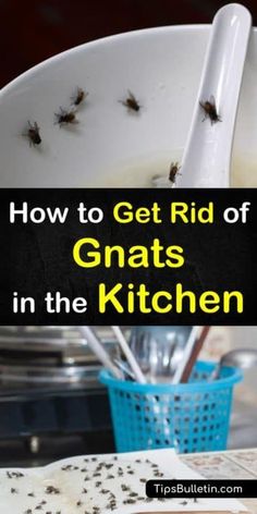 how to get rid of gnats in the kitchen