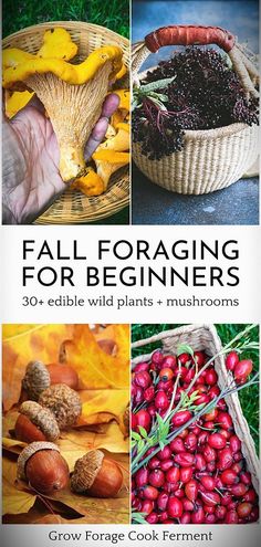 fall for beginners 30 edible wild plants and mushrooms by grow force cook ferment