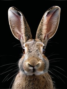 a close up of a rabbit's face on a black background