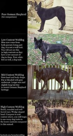 four different types of black dogs standing in the grass