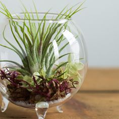 an air plant in a glass bowl on a table