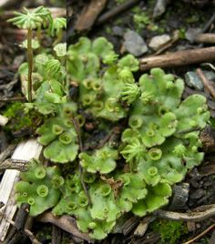 small green plants growing out of the ground