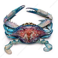 a blue crab with red and white spots on it's back legs, sitting in front of a white background