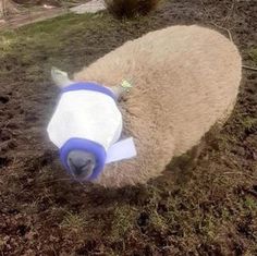 a sheep with a plastic cup in it's mouth on some dirt and grass