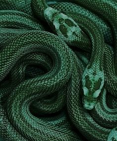 a green snake is curled up and ready to be eaten by the cameraman's hand