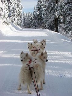 four white dogs on skis in the snow