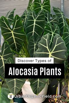 Add a lush, tropical feel to your home with these 10 stunning Alocasia varieties. From the iconic Elephant Ear to the striking Black Velvet, discover the unique characteristics and care requirements of each variety. Learn how to create the ideal growing environment for your Alocasia plants, ensuring healthy growth and beautiful foliage.