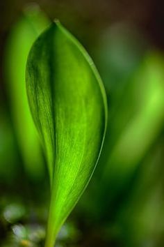 a close up view of a green leaf