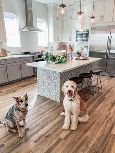 two dogs sitting in the middle of a kitchen