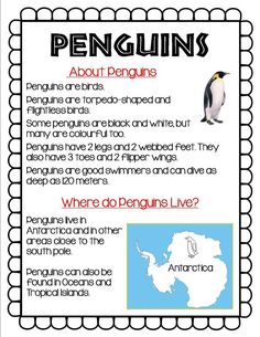 penguins are the most popular animals in the world