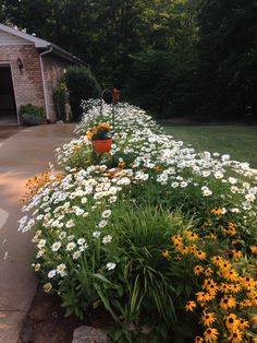 the flowers are blooming along the side of the house in the garden, which is next to the driveway