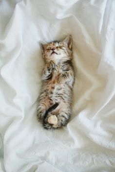 a small kitten laying on top of a white sheet