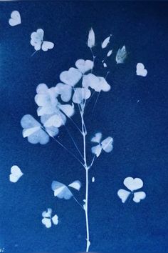 Cyanotype Print, All The Bright Places, Blue Photography, Prussian Blue, Black Eyed Susan, Floral Artwork, Black Eyed, Feeling Blue, Ethereal Art