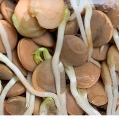 mushrooms and onions are being prepared to be cooked