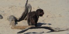 a black dog standing on top of a sandy beach next to a tree branch and driftwood