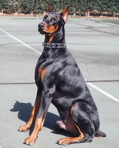 a black and brown dog sitting on top of a tennis court