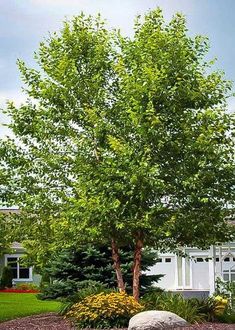 a small tree in front of a house