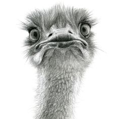 an ostrich looking at the camera with its head tilted to the side iphone case