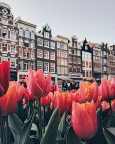 many red tulips are in the foreground with buildings in the background