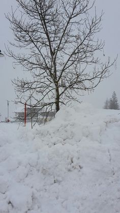 a snow covered hill with a tree in the background