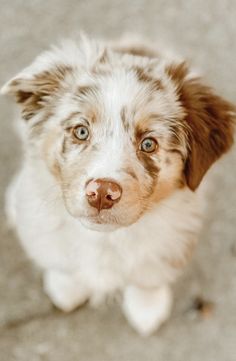 a white and brown dog with blue eyes looking up