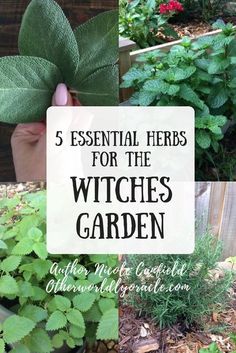 the words, 5 essential herbs for the witches garden are shown in three different pictures