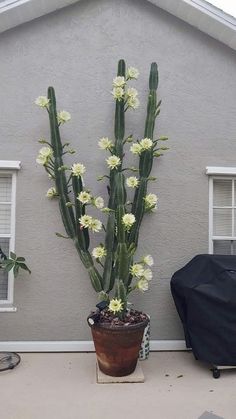 a potted plant with white flowers in front of a house