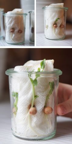 three images show the process of making food in a glass jar with cotton and beans