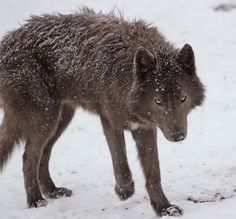 a wolf standing in the snow looking at something