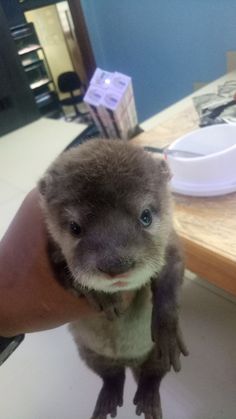 an animal that is sitting on someone's hand