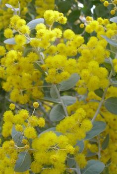 the yellow flowers are blooming on the tree