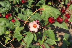 a pink and red flower surrounded by green leaves