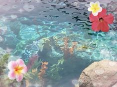 two flowers floating on top of a body of water next to some rocks and plants