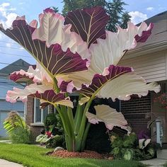 Giant Alocasia, Beyond Aesthetic, Tropical Backyard Landscaping, Garden Layouts, Creative Garden Decor, Front Garden Landscape, Tropical Backyard, Garden Art Ideas