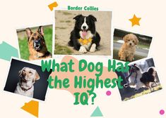 a collage of dogs with the words what dog has the highest 10?